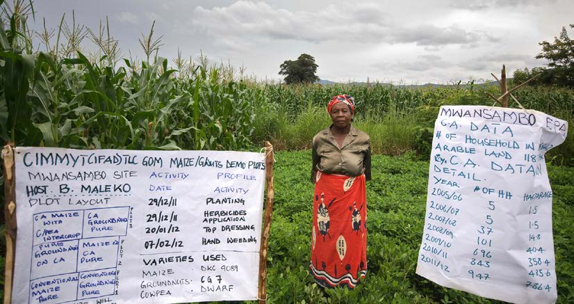 Belita Maleko, de la zona de planeación para hacer extensión, muestra su parcela con agricultura de cosnervación a otros agricultores de Malawi. Foto: T. Samson
