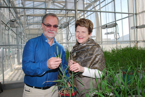 Hans Braun, director of the Global Wheat Program at CIMMYT examines wheat with nutritionist Julie Miller Jones in a greenhouse at CIMMYT headquarters near Mexico City. Jones presented a talk on nutrition and wheat at CIMMYT. Photo: Xochiquetzal Fonseca/CIMMYT