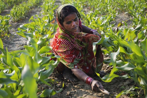 Of the 1 billion food insecure people in the world, more than 30 percent are in South Asia. By 2030 it will be one of the most vulnerable regions to climate change-related food shortages, with maize, rice and wheat prices predicted to double in the next 20 years. Photo: M. DeFreese/CIMMYT