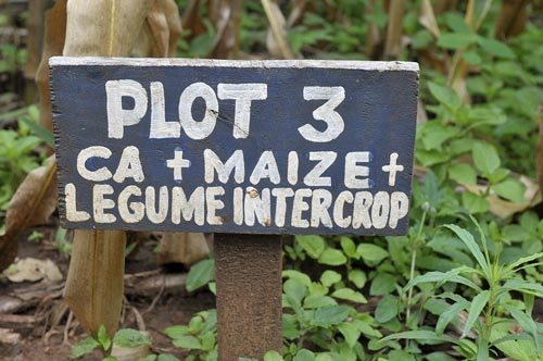  A sign indicates what conservation practices are being employed in a demonstration plot in Malawi. Photo : T. Samson/CIMMYT.