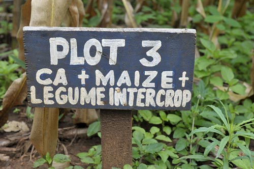 A sign indicates what conservation practices are being employed in a demonstration plot in Malawi. Photo : T. Samson/CIMMYT.