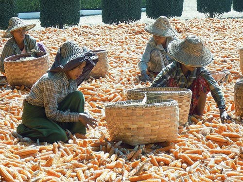 Drying maize in Myanmar.