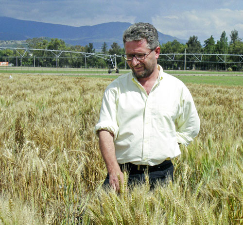Wheat physiologist Matthew Reynolds[