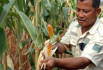 A man reviews maize in a field