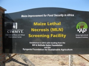 CIMMYT–KALRO MLN screening facility at KALRO's premises in Naivasha, Kenya.