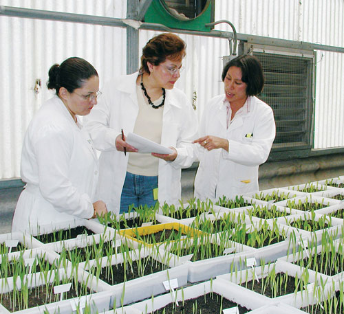 Inspectores externos visitan el Laboratorio de Sanidad de Senilla del CIMMYT; aquí con Noemí Valencia Torres (derecha), supervisora del laboratorio, inspeccionan plántulas. Foto: CIMMYT