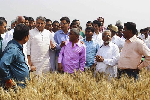 The Agriculture Minister of Bihar visiting a zero tillage wheat field in a climate-smart village ( Bhagwatpur) of Samstipur district. Photo: Deepak/CIMMYT