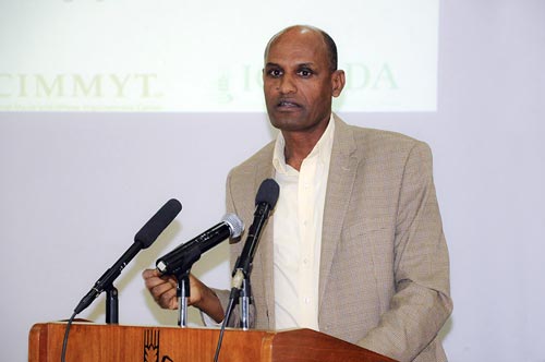 Bekele Abeyo points out that high-quality seed is critical in Ethiopia. Photo: CIMMYT