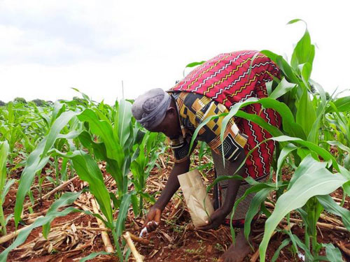 A farmer applying a solution only very few can afford in adequate amounts: nitrogen fertilisers for poor soils in Africa