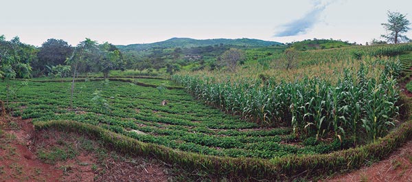 In 2006, 5 farmers were practicing conservation agriculture in Balaka District, Southern Malawi. Today, there are over 2,200. Photo: T. Samson/CIMMYT