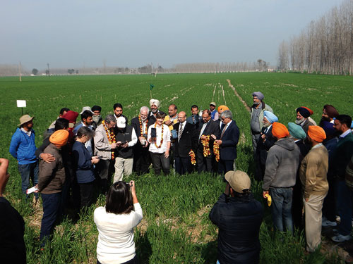 On-field App launch. Photo: CIMMYT-BISA