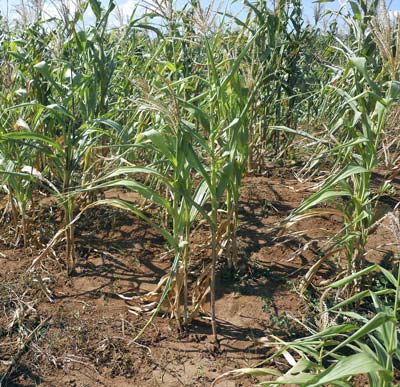 Drought-stricken maize: For most farmers around Machipanda village, Manica Province, Mozambique, the situation this season is bleak, auguring complete crop failure or a harvest of a few small maize cobs. Photos: CIMMYT