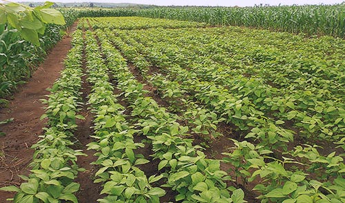 An on-farm maize-legume rotation exploratory trial in Tete Province, Mozambique. Photo by Isaiah Nyagumbo/CIMMY