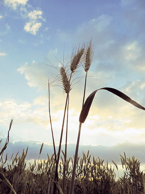 Photo: Marcelo Ortiz/CIMMYT