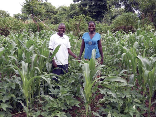 Farmers admiring their maize-cowpea intercrop. Photo: Christian Thierfelder/CIMMYT