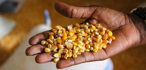 This photo was taken at the Tool Baye Seed Cooperative processing unit in Kaolack, Senegal.