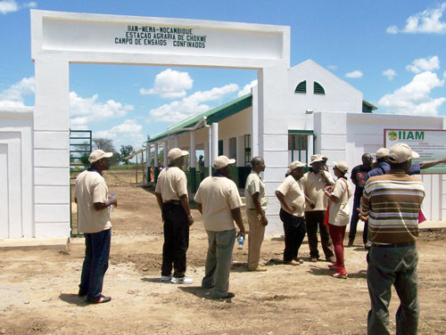 IIAM's site for confined field trials at Chokwe.