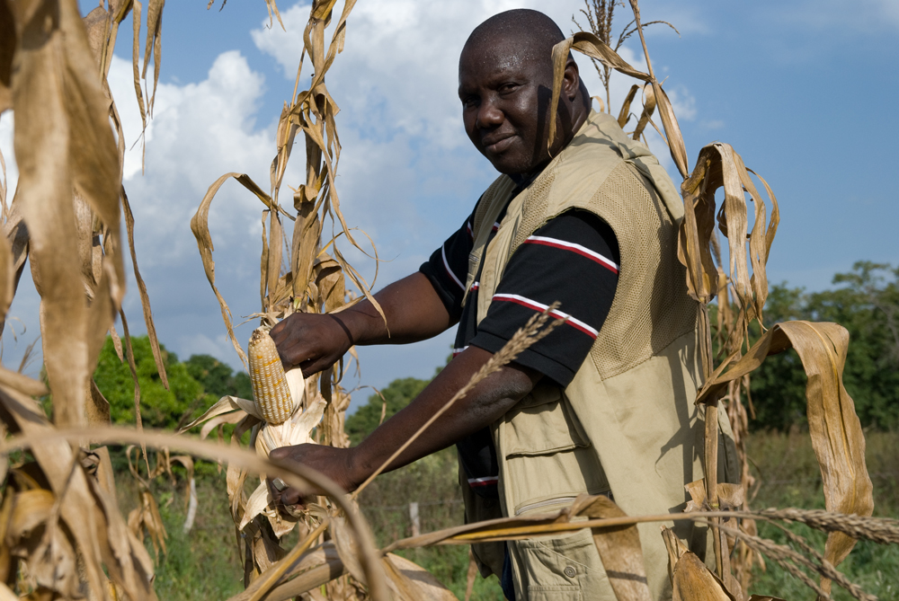 Maize Research CIMMYT. International Maize and Wheat Improvement Center