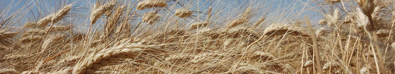 cgiar research program on wheat cimmyt international maize and