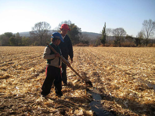 Photo credit: CIMMYT/Alfonso Cortes