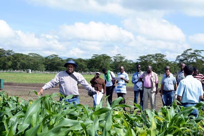 Conference participants view experimental maize hybrids at the MLN screening facility with explanations from CIMMYT staff. Photo: CIMMYT
