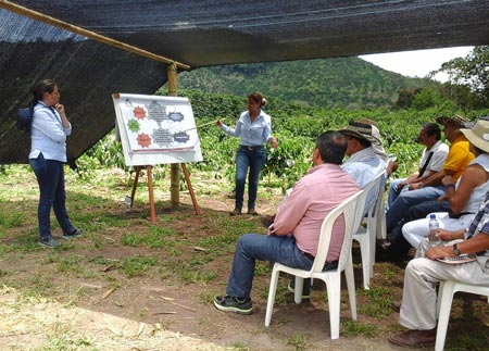 At Paraguaycito, CENICAFE agronomists Myriam Cañon and Angela Castaño explain the effects of climate on the coffee-maize system.
