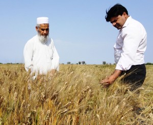 Dos investigadores evalúan líneas de trigo duro en el Ensayo Nacional de Rendimiento Uniforme, en el Instituto de Investigación Agrícola de Barani, en Chakwal, Pakistán. Foto: Attiq Ur Rehman/CIMMYT