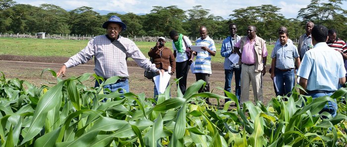 Photo: CIMMYT Viewing hybrids