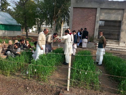 Hands-on field work. Photo: Monsif-ur-Rehman/CIMMYT