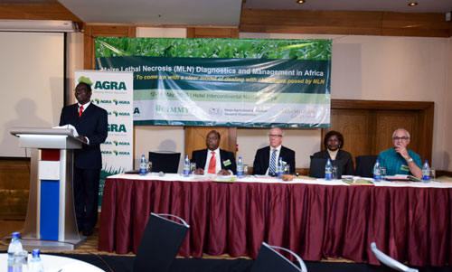 Officials at the opening of the MLN international conference in Nairobi. Left to right: George Bigirwa (AGRA), Stephen Mugo (CIMMYT), Joe DeVries (AGRA), Felister Makini (KALRO) and Gary Atlin (Bill & Melinda Gates Foundation). Photo: CIMMYT