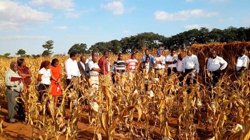 Tour of maize seed production fields at Chitedze Research Station. Photo: Kennedy Lweya/CIMMYT
