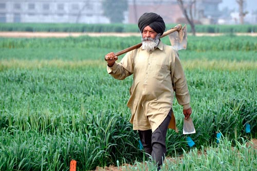 A climate-smart farmer in Ludhiana, Punjab, India. Photo: P. Casier/CGIAR