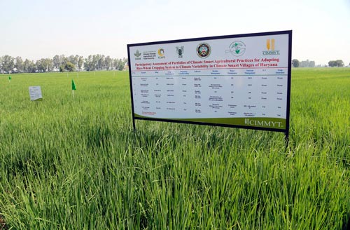 CIMMYT-CCAFS climate-smart village site in Haryana, India. Photo: CIMMYT/CCAF