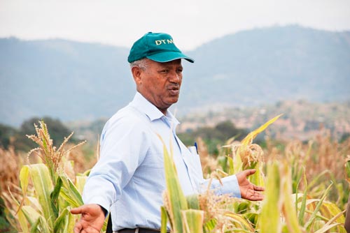 Drought Tolerant Maize for Africa (DTMA) Project Leader Tsedeke Abate examines the impact of MLN on a seed production farm in Babati, Tanzania. Photo: Florence Sipalla/CIMMYT