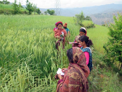 Farmers observe wheat variety