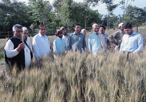 Seed certification officer introducing certified seed production, Swabi District, KP Province. Photo: Bashir Ahmed/Programme of Agriculture Research System in KP Province