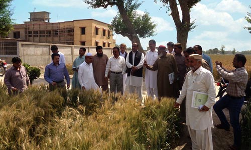 Seed quality management training participants visit wheat trials at Pakistan’s Agricultural Research Institute (ARI), Tandojam, Sindh. Photo: Tando Jam/ARI