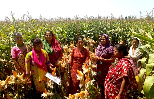 Women farmers at a HTMA hybrid demonstration at Dumarawana village, Bara District, Nepal. Photo: NMRP, Rampur