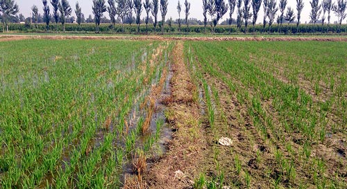 On the left, an irrigated ZT field; on the right, a conventionally prepared field (yet to be irrigated), 35 days after transplanting. Photo: Jack McHugh/CIMMYT