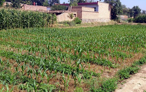 Winter wheat and peanut intercropping followed by relay-cropping maize into immature winter wheat. Photo: Jack McHugh/CIMMYT