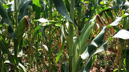 Maize cobs from the WH507 plant