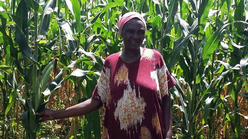 Azbetta Ogembo, a farmer in western Kenya, displays a WH507 maize plant. Photo: Brenda Wawa/CIMMYT
