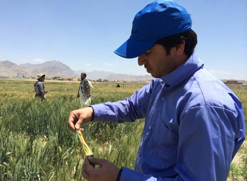 Zaki Afshar en el campo, en el CIMMYT-Afganistán, tras concluir el curso básico de mejoramiento de trigo 2015. Foto: Zaki Afshar/CIMMYT