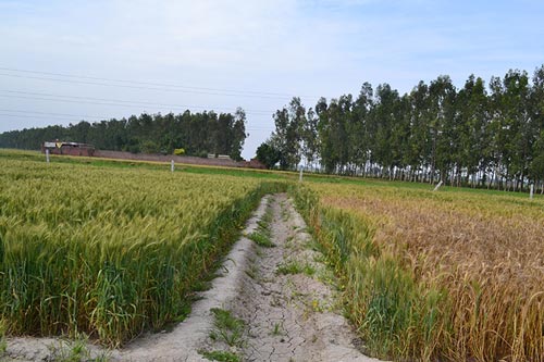 Diferencia notoria entre la agricultura de conservación (izq) y labranza convencional (der) en el ciclo invierno 2014-2015 en Karnal, Haryana. Foto: Suresh Kakraliya, estudiante de doctorado