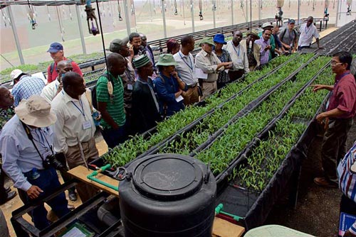 Participants being taken through the doubled-haploid breeding process by the DH Facility Manager, Sotero Bumagat (extreme right). B. Wawa/CIMMYT