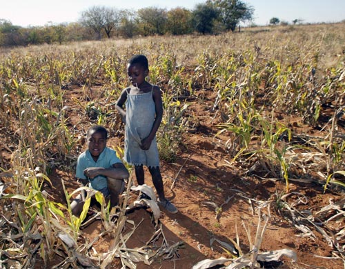 Children in a drought-stricken maize field in Gwanda District, southeast of Bulawayo, Zimbabwe’s second largest city. Drought is the most frequently occurring natural hazard in Zimbabwe, made worse by the clear trend, since 1980,of decline in rainfall that the country has received each year. Photo: Desmond Kwande/Practical Action.