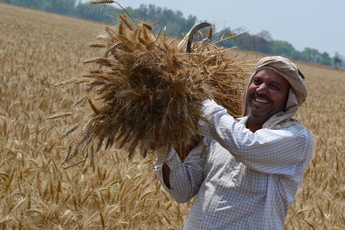 Farmer-with-wheat-harvest