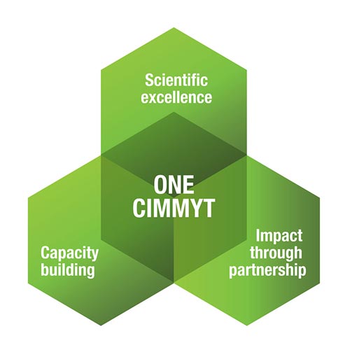 OneCIMMYT