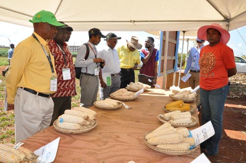 showcasing various maize varieties. CIMMYT-SARO maize breeder Thokozile Ndhlela at this year’s CIMMYT field day. Partners, including the Government of Zimbabwe, witnessed CIMMYT’s work in its efforts to reduce hunger and malnutrition in southern Africa. Photo: Johnson Siamachira/CIMMYT.