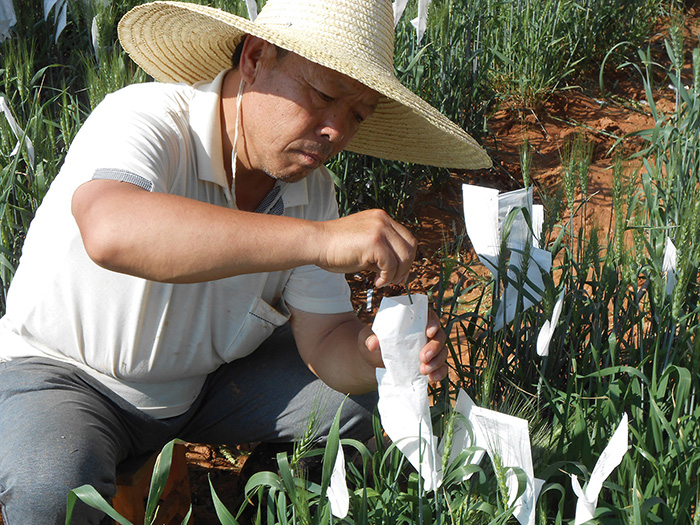 CIMMYT contributions are present in more than 26% of all major wheat varieties in China after 2000, according to a 2014 study by Center for Chinese Agricultural Policy (CCAP) of the Chinese Academy of Science. Read more here in CIMMYT’s 2014 Annual Report. Photo: CIMMYT Archives.